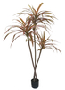 160cm Wide Dracaena