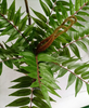160cm Ailanthus altissima