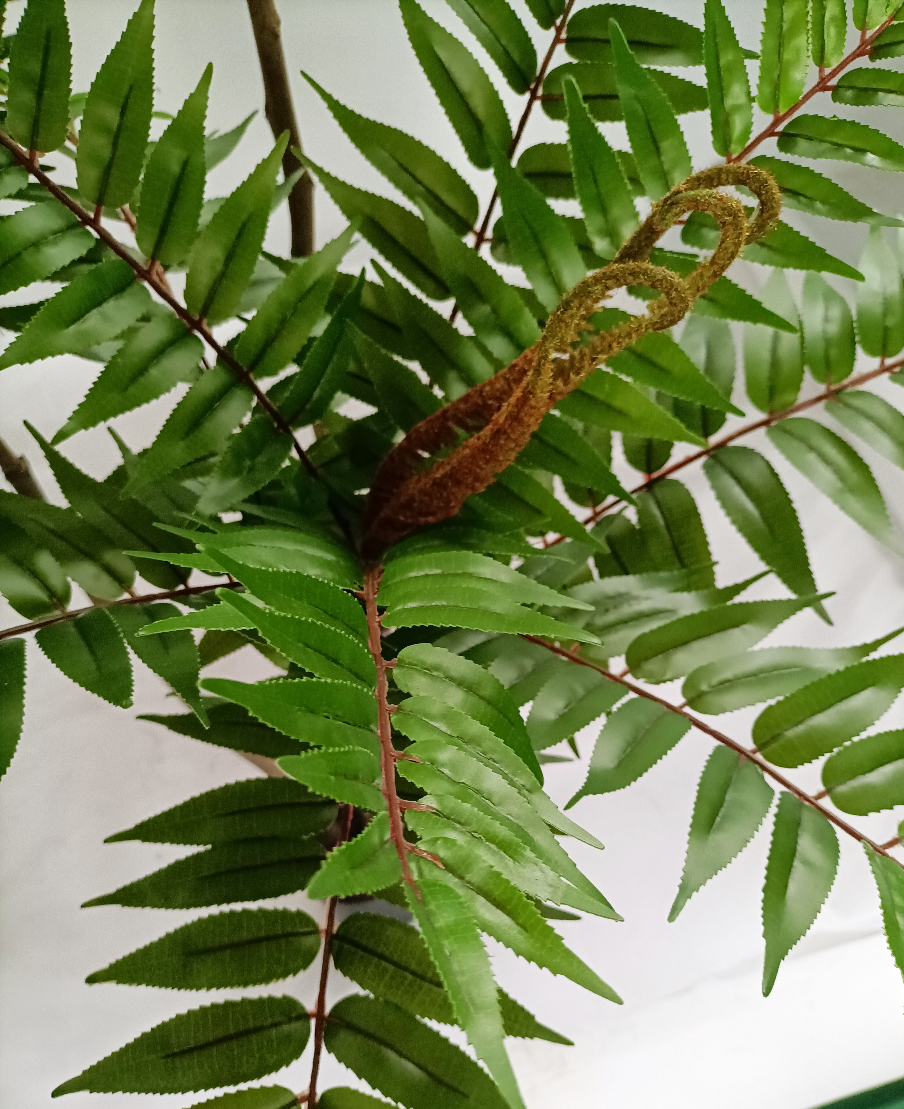 160cm Ailanthus altissima