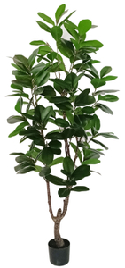 180cm Magnolia Tree