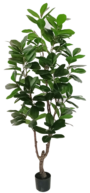 180cm Magnolia Tree