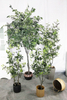 140cm Ficus