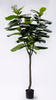 210cm Fiddle Tree