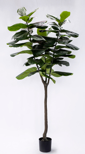 210cm Fiddle Tree