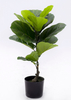 58cm Fiddle Tree