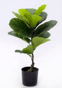 58cm Fiddle Tree