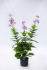 80cm Spring Blossom with flowers