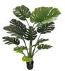 150cm Monstera Plant