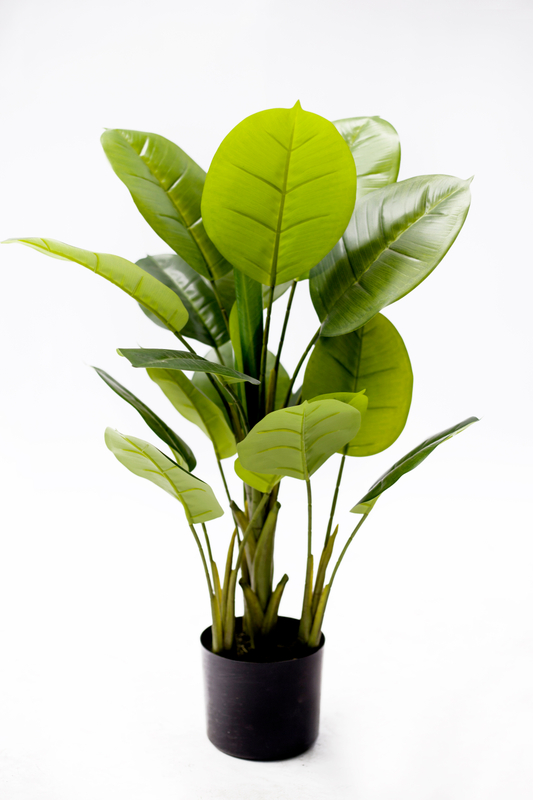 77cm Scindapsus