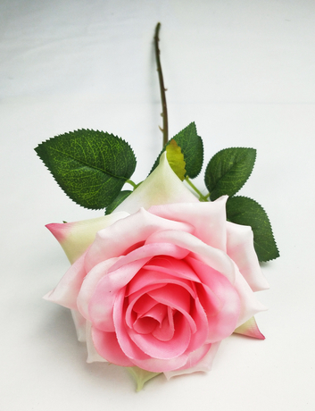 A Single Branch Changsha Mei