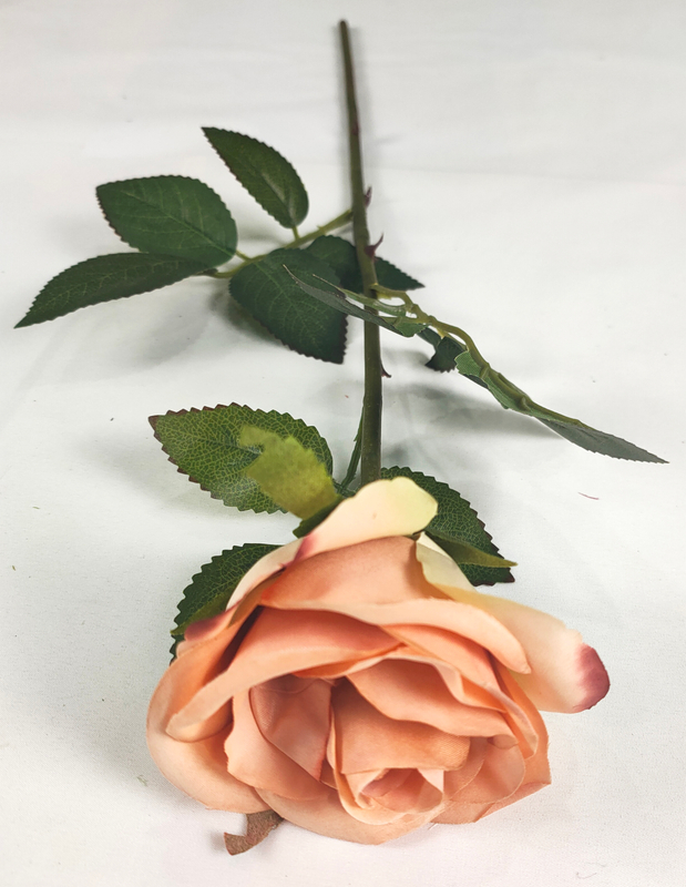 A Single New Rose