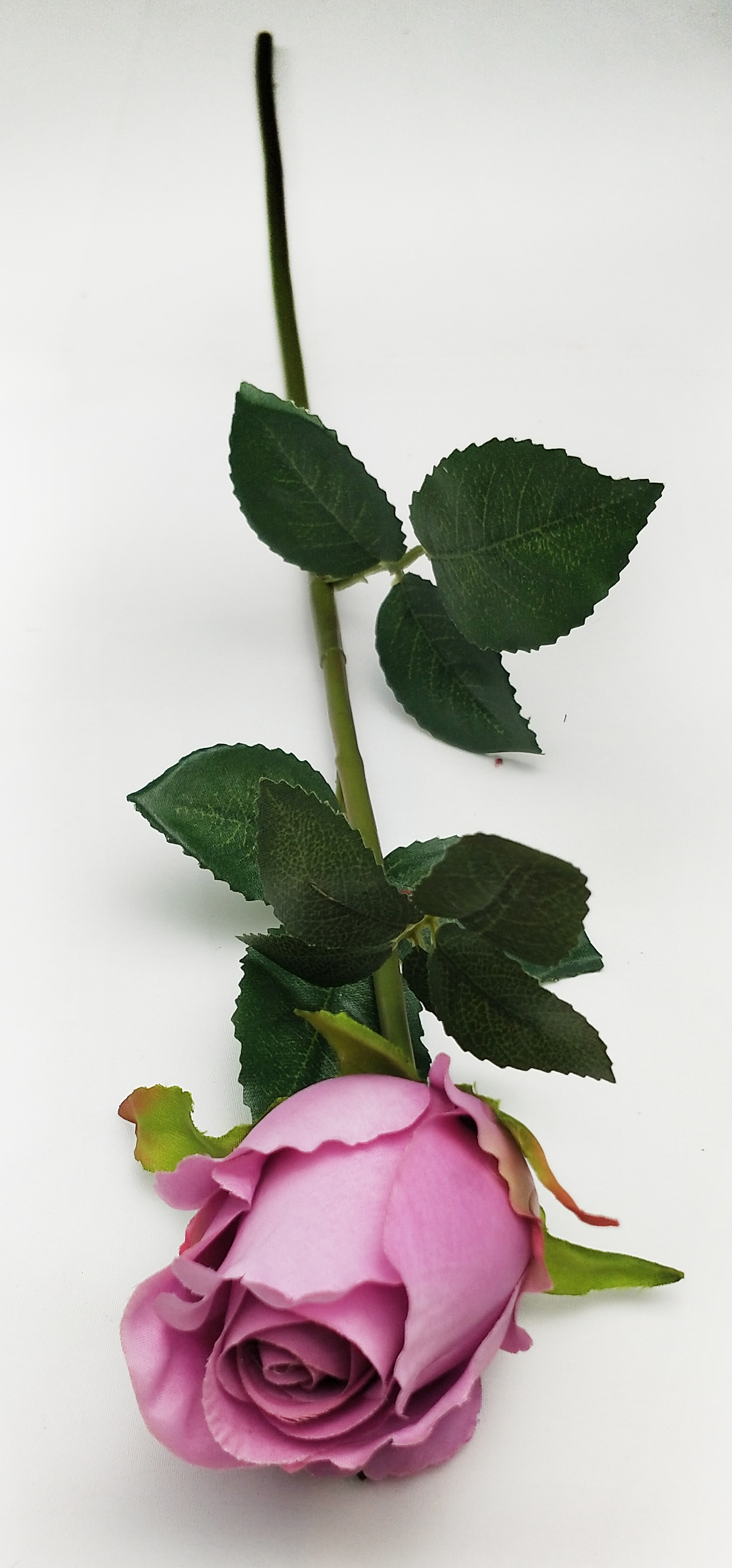 Rose Bud of Single Lover