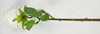 Single Roll Rose