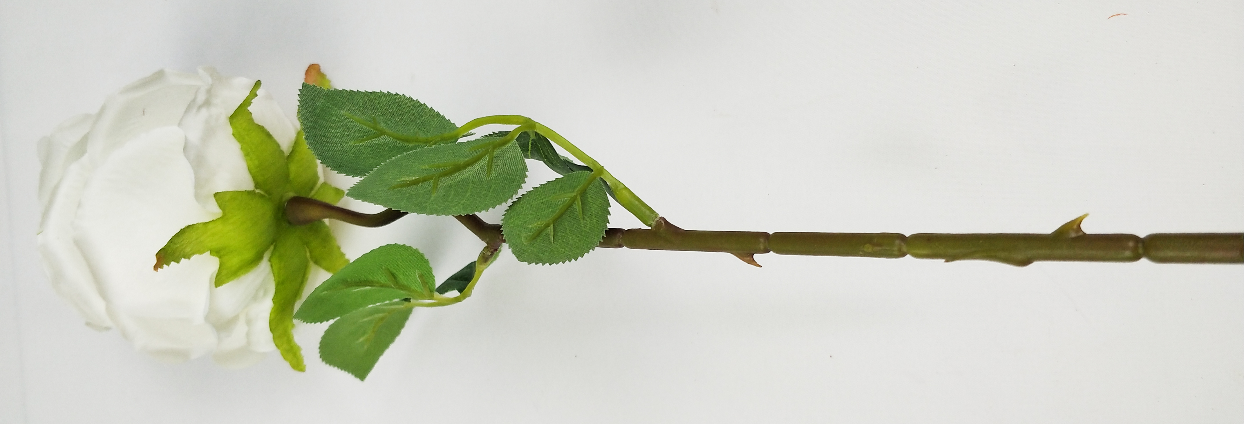 Single Roll Rose