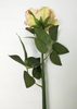 Chrysanthemum Petal Core Rose