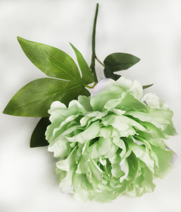 Single peony