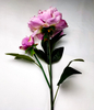 Peony-2T