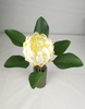 New Protea