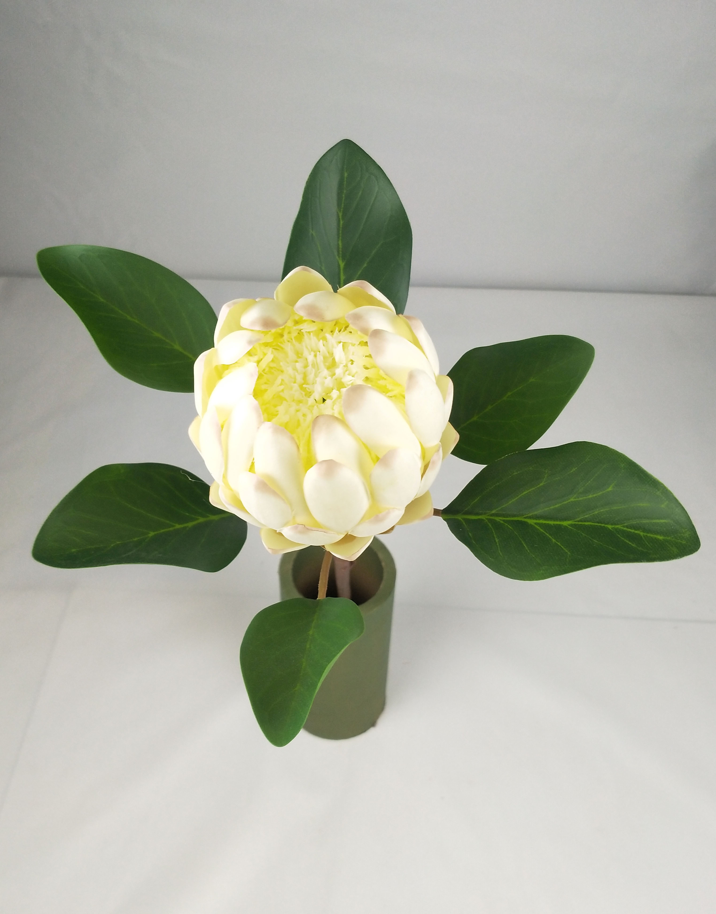 New Protea