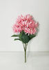 Chrysanthemum the beam-7T