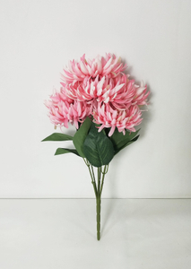 Chrysanthemum the beam-7T