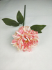 Small single chrysanthemum peony