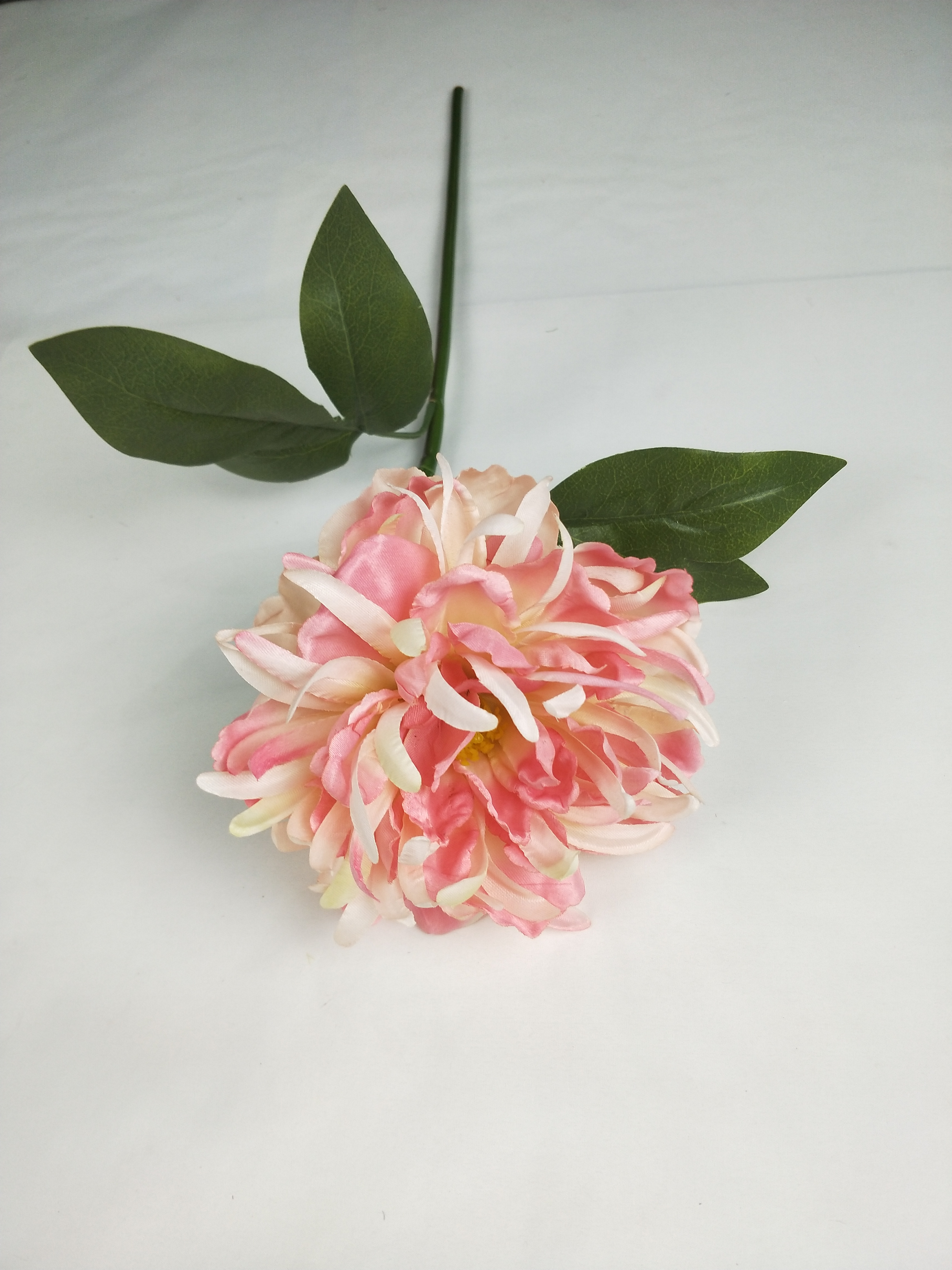 Small single chrysanthemum peony