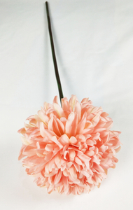 Chrysanthemum ball