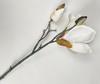 Spiglets of magnolia