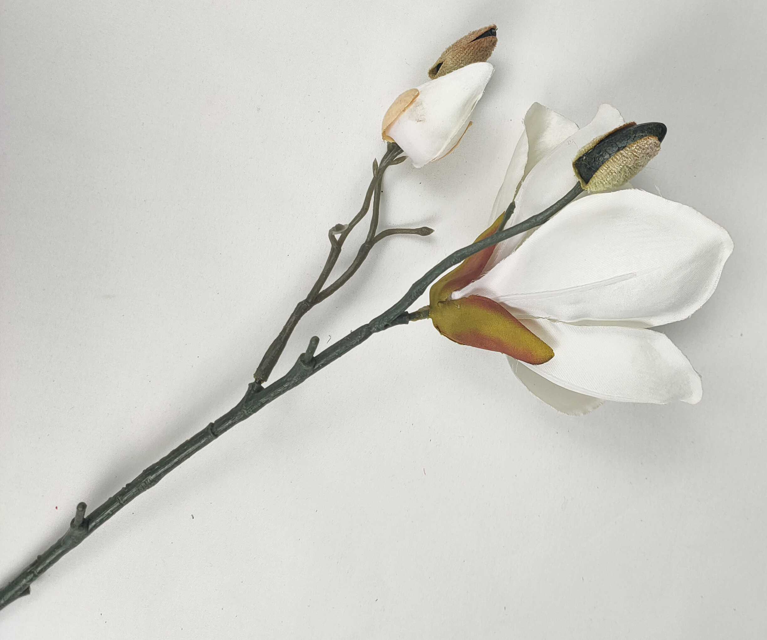 Spiglets of magnolia