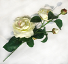Camellia-5T