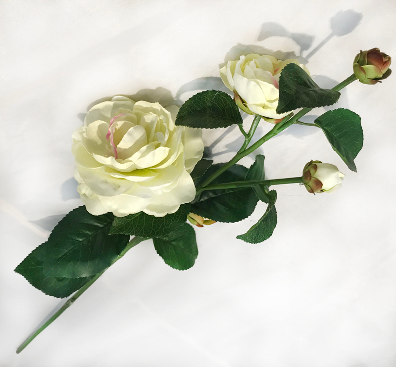 Camellia-5T