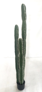 155cm Columns Cactus