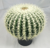 50cm Ball Cactus