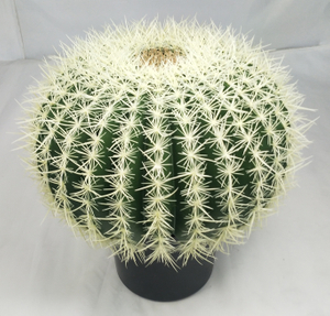 50cm Ball Cactus