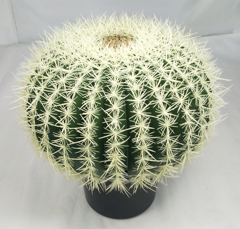 50cm Ball Cactus