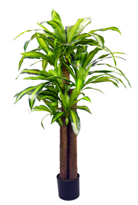 150cm Dracaena Fragrans