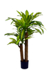 100cm Dracaena Fragrans