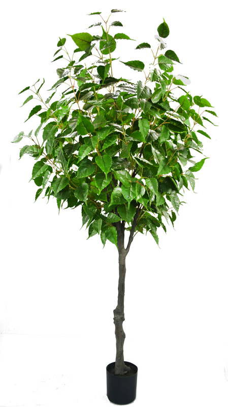 220cm Silver Birch