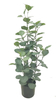 70cm Eucalyptus