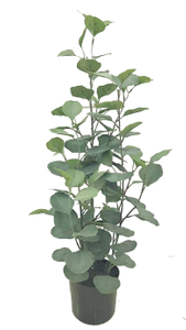 70cm Eucalyptus
