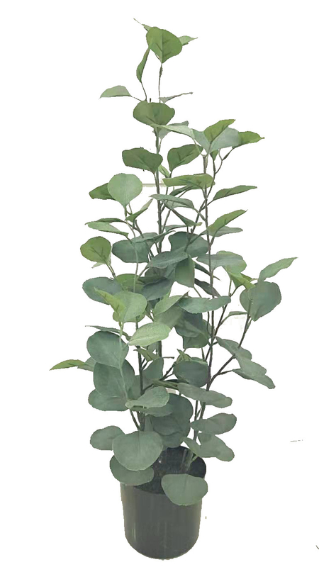 70cm Eucalyptus