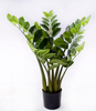 63cm Zamiifolia