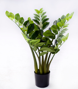 63cm Zamiifolia