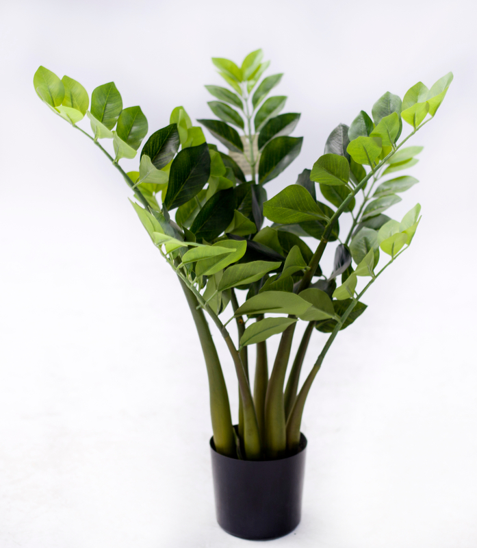 63cm Zamiifolia
