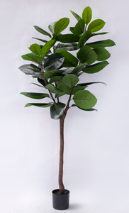 210cm A Rubber Plant