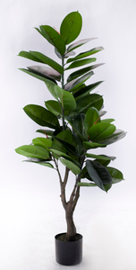 125cm Rubber Plant