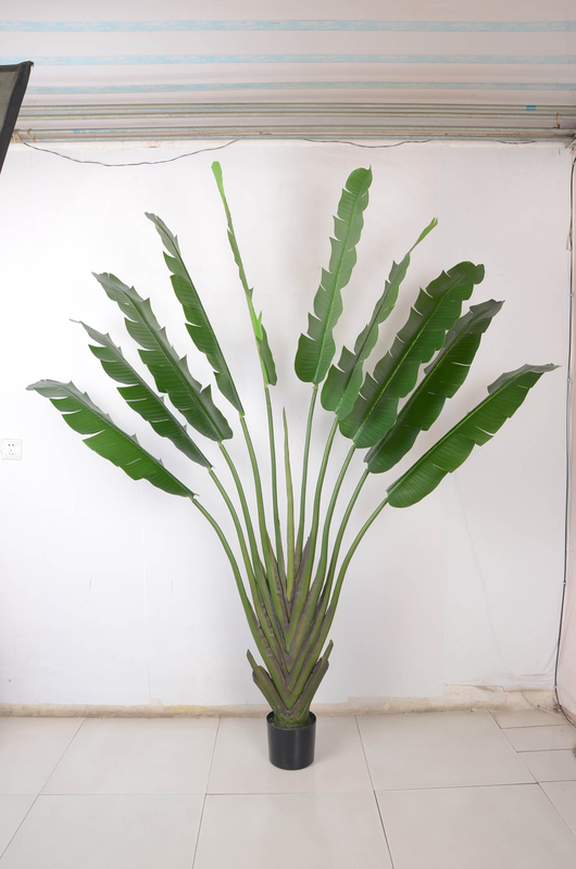 220cm M Banana Tree