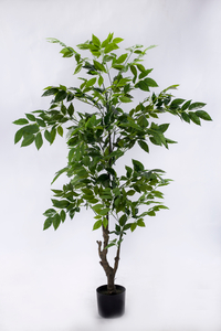 160cm Ficus
