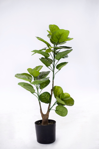 70cm Aralia Fabian